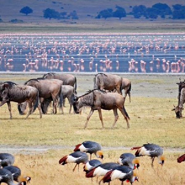 12 DAYS COMBINED KENYA AND TANZANIA ADVENTURE